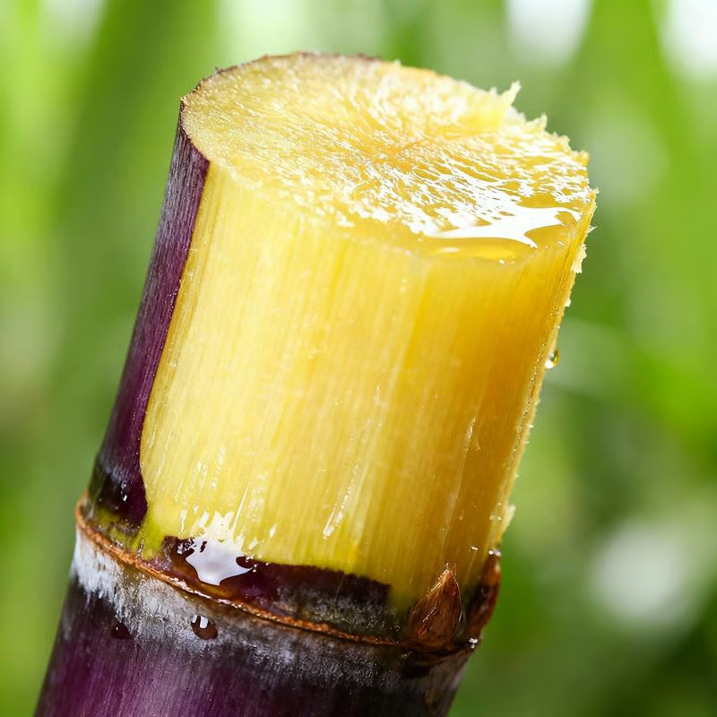 Grow Your Own Sugar! 🌱 sugarcane seeds - Image 8